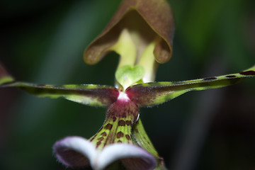 Image showing Paphiopedilum