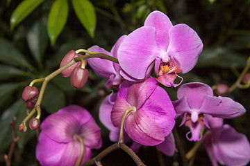 Image showing Phalaenopsis