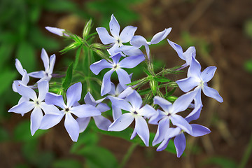 Image showing Phlox flowers