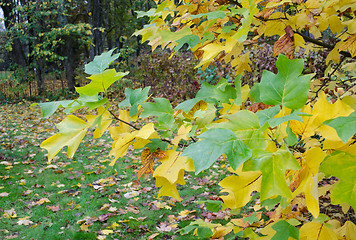 Image showing garden tree colorful branches shape leaves autumn 