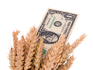 Image showing wheat ripe harvest ears usa dollar cash banknote 