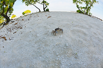 Image showing crab animal