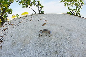 Image showing crab animal