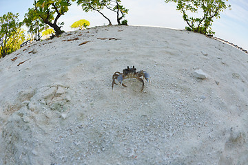 Image showing crab animal