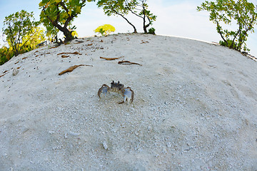 Image showing crab animal