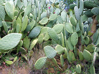 Image showing Cactus plant