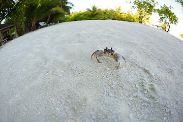 Image showing crab animal