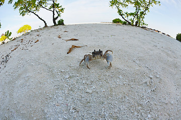 Image showing crab animal