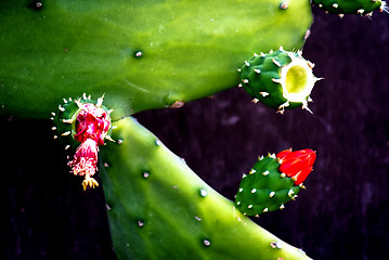 Image showing Cactus Flower Blooming 