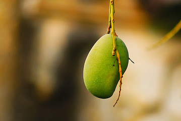 Image showing Mango