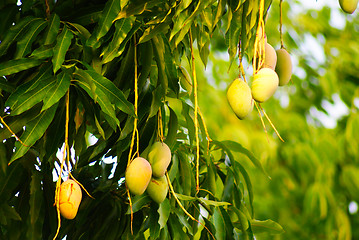Image showing Mangoes