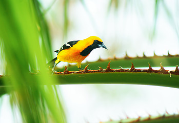 Image showing Baltimore Oriole