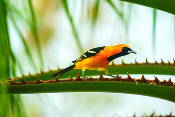 Image showing Baltimore Oriole