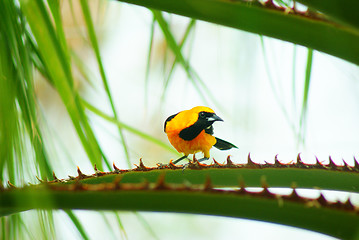 Image showing Baltimore Oriole