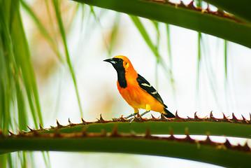 Image showing Baltimore Oriole