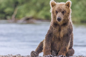 Image showing bear cub