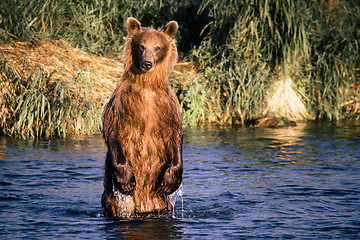 Image showing The brown bear fishes