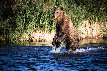 Image showing The brown bear fishes