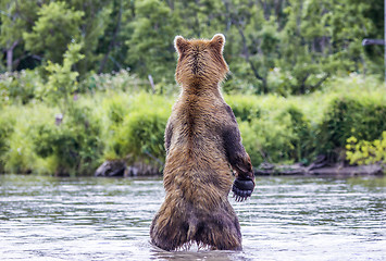 Image showing The brown bear fishes