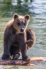 Image showing bear cub