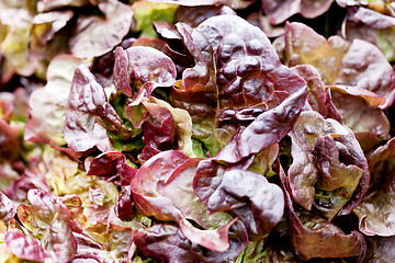 Image showing fresh grean and red head lettuce salad macro 