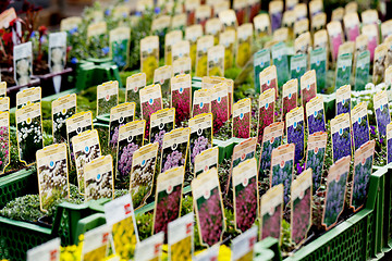 Image showing flowers assortement crop seed garden market