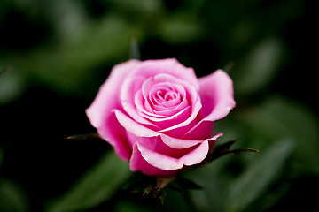 Image showing pink rose in the garden in spring