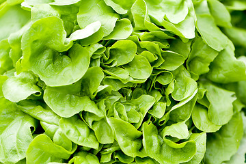 Image showing fresh green salad lettuce closeup macro 