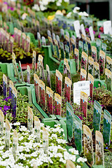 Image showing flowers assortement crop seed garden market