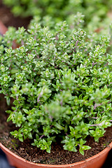 Image showing fresh green aromatc thyme herb macro