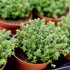 Image showing fresh green aromatc thyme herb macro