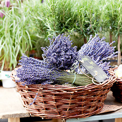 Image showing beautiful violet lavender bouquet in basket