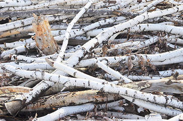 Image showing birch logs