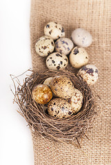 Image showing Nest with quail eggs on a canvas