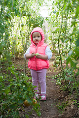 Image showing Lovely girl in hothouse with tomato plants