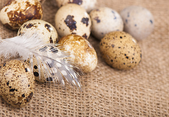 Image showing quail eggs and feather lie on a cloth