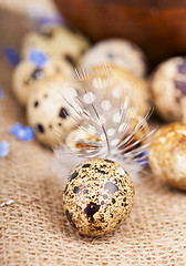 Image showing quail eggs