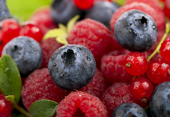 Image showing Mix of berries - raspberry, bilberry and red currant