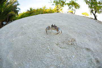 Image showing crab animal