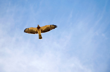 Image showing Hawk in the sky