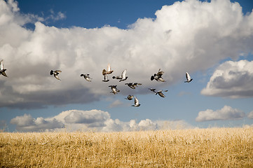 Image showing Pigeons