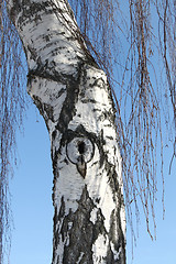 Image showing Trunk of birch