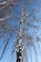 Image showing Trunk of birch