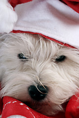 Image showing White puppy