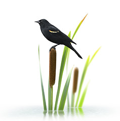 Image showing Red Winged Black Bird