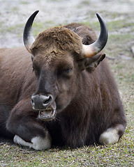 Image showing Indian Gaur