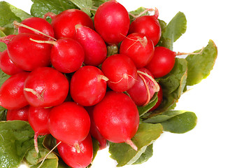 Image showing A bunch of radishes isolated on white