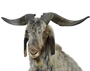 Image showing Goat Portrait