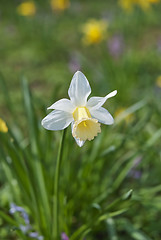 Image showing Daffodil