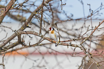 Image showing Goldfinch sitting on a branch